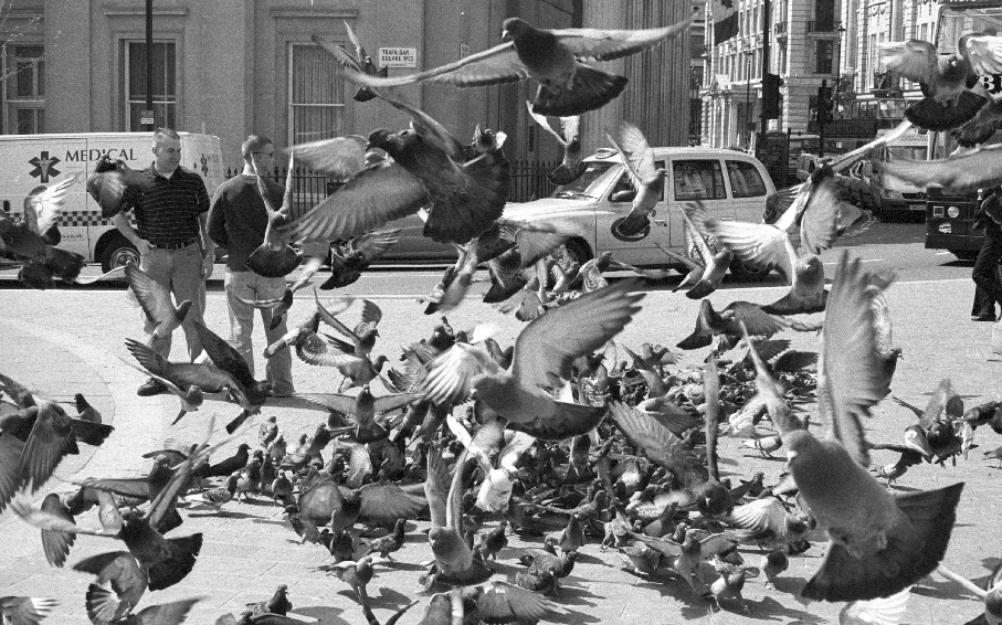 A lot of pigeons