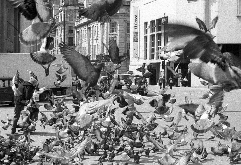 A lot of pigeons